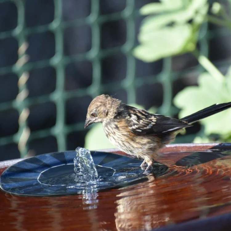 Solar Fountain Pump with Floating Design and Interchangeable Spray Heads